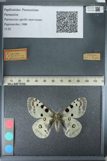 Media type: image;   Entomology 175408
